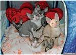 Cornish Rex kittens in a basket