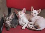 Cornish Rex kittens in a chair