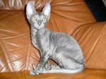 Cornish Rex on the couch