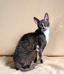 Cornish Rex wallpaper