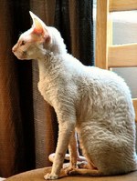 Cornish Rex side view