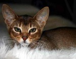 Cute Abyssinian kitten