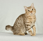 Cute American Bobtail