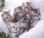 Cute American Shorthair kittens