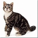 Cute American Wirehair 