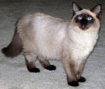 Симпатичная Балинезийская кошка