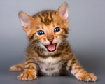 Cute Bengal kitten