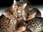 Симпатичные котята Бенгальской кошки