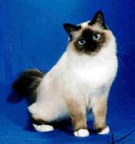 Cute Birman cat 