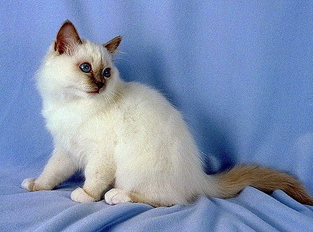 Симпатичный котенок Бирманской кошки фото