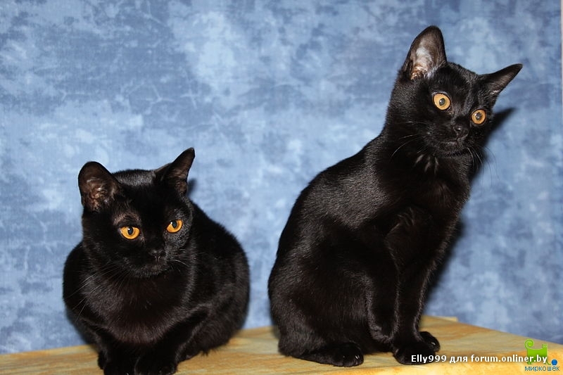 Симпатичные Бомбейские кошки фото