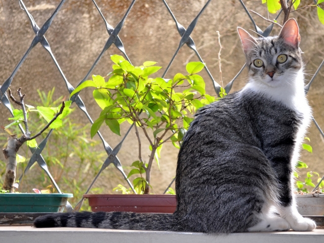 Милая Бразильская короткошерстная кошка фото
