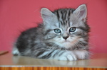 Cute British Longhair kitten