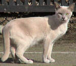 Симпатичный кот породы Бурмис