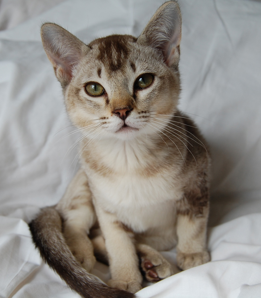 Симпатичный котенок породы Бурмилла фото