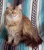 Симпатичный кот породы Шантильи-Тиффани