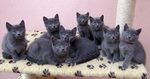 Cute Chartreux kittens