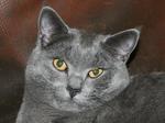 Cute Chartreux 