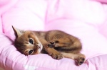 Cute Chausie kitten