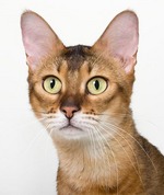 Симпатичная кошка породы Чаузи