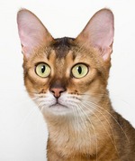 Cute Chausie