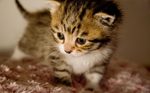 Cute Cheetoh kitten