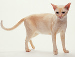 Cute Colorpoint Shorthair kitten