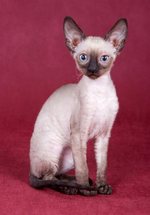 Cute Cornish Rex 