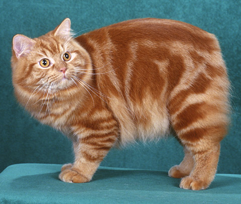 Симпатичный кот породы Кимрик фото