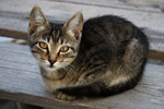 Симпатичная Кипрская кошка