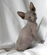 Cute Donskoy or Don Sphynx 