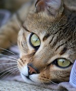 Cute Egyptian Mau