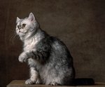 Cute Exotic Shorthair 