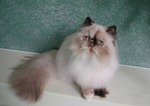 Cute Himalayan/Colorpoint Persian 