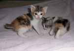 Cute Japanese Bobtail kittens