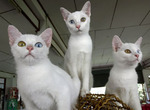 Cute Khao Manee kittens