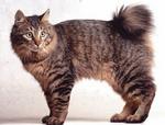 Cute Kurilian Bobtail