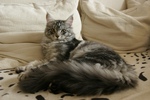 Cute Maine Coon