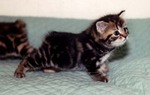 Cute Manx kitten 