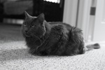 Cute Nebelung 