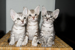 Cute Ocicat kittens