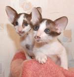 Cute Oriental Bicolor kittens