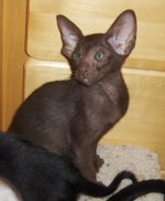 Cute Oriental Shorthair