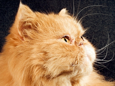 Симпатичный Персидский кот фото