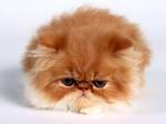 Cute Persian kitten