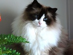 Cute Ragdoll 