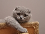 Cute Scottish Fold