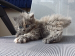 Cute Selkirk Rex kitten 