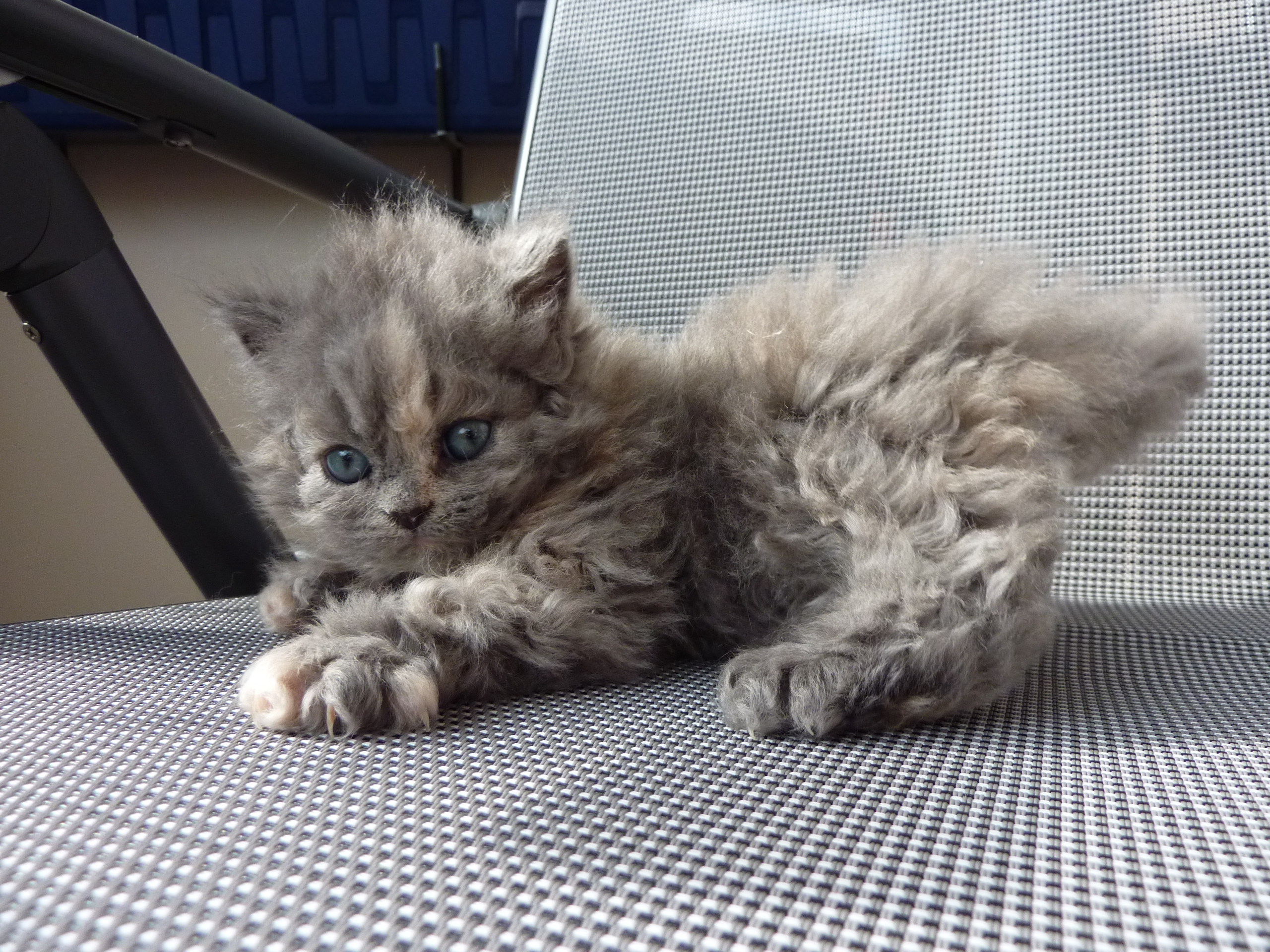 Симпатичный котенок породы Селкирк рекс фото