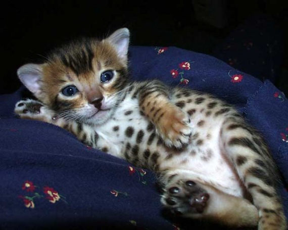 Симпатичный котенок породы Серенгети фото